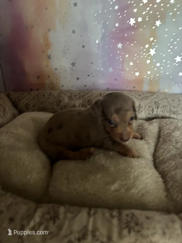 layla – Miniature Dachshund puppy for sale in Spring Hill, FL