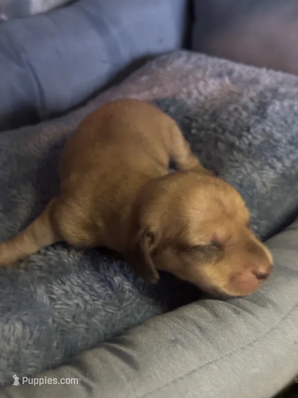 dave – Miniature Dachshund puppy for sale in Spring Hill, FL