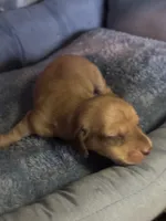 dave, a male Miniature Dachshund for sale in Spring Hill, FL – 1 of 1