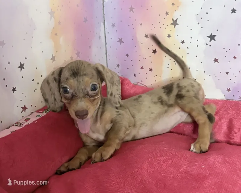 layla – Miniature Dachshund puppy for sale in Spring Hill, FL
