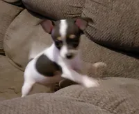 batman, a male Jack Russell Terrier and Chihuahua for sale in Spring Hill, FL – 2 of 2