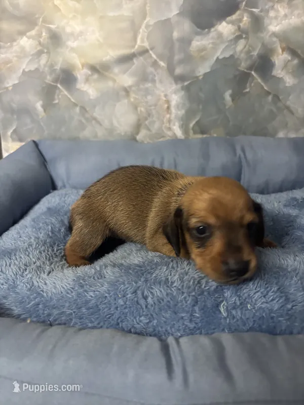 bill – Miniature Dachshund puppy for sale in Spring Hill, FL