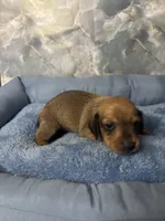 bill, a male Miniature Dachshund for sale in Spring Hill, FL – 1 of 2