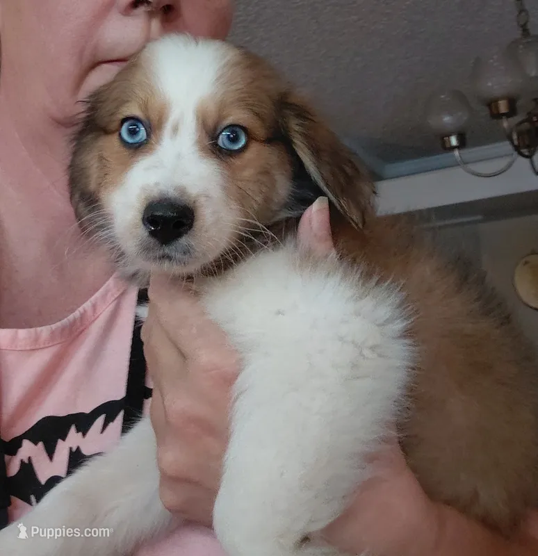 daisy – Aussiedoodle puppy for sale in Spring Hill, FL