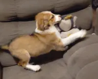 sandy, a female Australian Shepherd and Poodle - Standard  for sale in Spring Hill, FL – 2 of 2