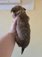 carly, a female Chinese Crested for sale in Spring Hill, FL – Photo 3 of 3