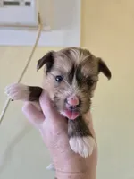 carly, a female Chinese Crested for sale in Spring Hill, FL – Photo 2 of 3