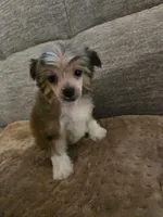 carly, a female Chinese Crested for sale in Spring Hill, FL – Photo 1 of 3