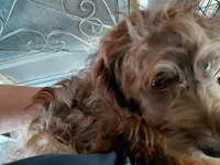 jonas, a male Aussiedoodle for sale in Spring Hill, FL – Photo 2 of 2