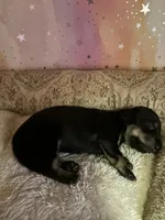 sally, a female Miniature Dachshund for sale in Spring Hill, FL – 2 of 2