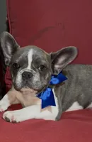 bentley, a male French Bulldog for sale in Spring Hill, FL – Photo 2 of 2