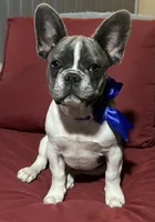 bentley, a male French Bulldog for sale in Spring Hill, FL – Photo 1 of 2