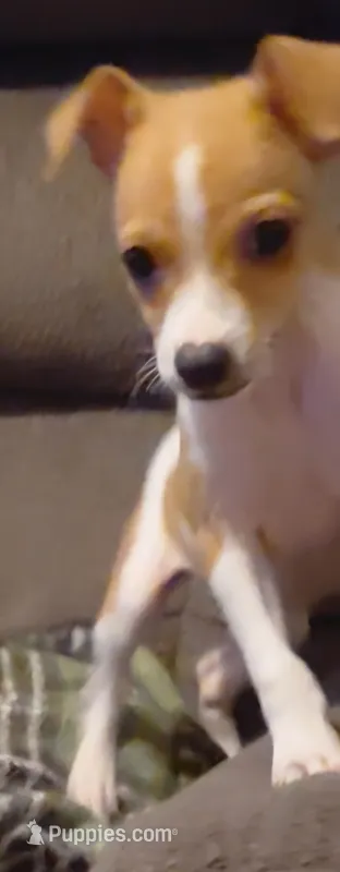 riddler – Jack Russell Terrier, Chihuahua puppy for sale in Spring Hill, FL