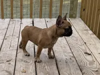 Bella, a female French Bulldog for sale in Spring Hill, FL – Photo 1 of 2