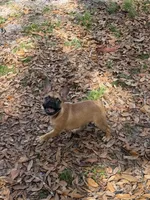 Bella, a female French Bulldog for sale in Spring Hill, FL – Photo 2 of 2