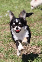 styles, a male Chihuahua for sale in Spring Hill, FL – Photo 2 of 5