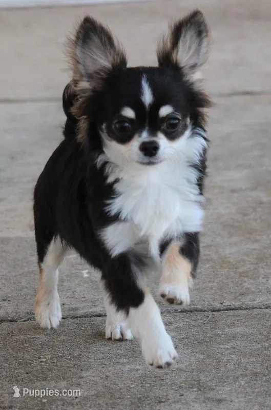 styles, a male Chihuahua for sale in Spring Hill, FL – Photo 1 of 5