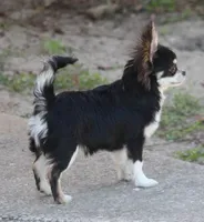 styles, a male Chihuahua for sale in Spring Hill, FL – Photo 4 of 5