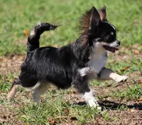 styles, a male Chihuahua for sale in Spring Hill, FL – Photo 5 of 5