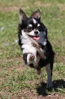 styles, a male Chihuahua for sale in Spring Hill, FL – Photo 3 of 5