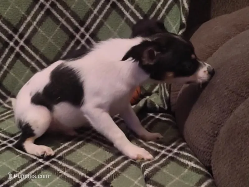 pluto – Chihuahua puppy for sale in Spring Hill, FL