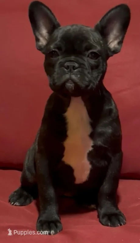 kasey – French Bulldog puppy for sale in Spring Hill, FL