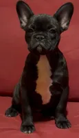 kasey, a female French Bulldog for sale in Spring Hill, FL – 1 of 1