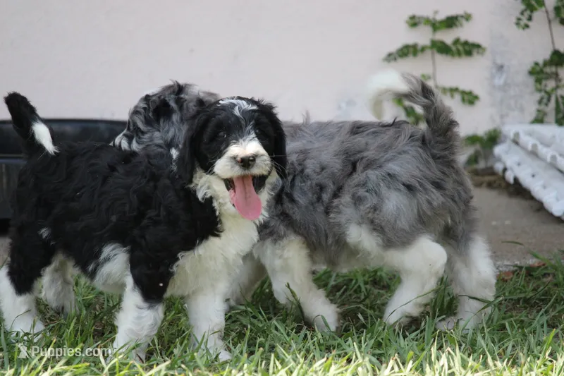 Delilah  – Aussiedoodle puppy for sale in Spring Hill, FL