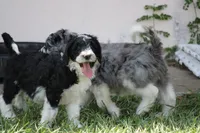 Delilah , a female Aussiedoodle for sale in Spring Hill, FL – 1 of 1