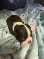 milo, a male Frenchton for sale in Spring Hill, FL – 1 of 1