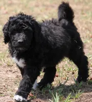 Sylvester , a male Aussiedoodle for sale in Spring Hill, FL – 1 of 1