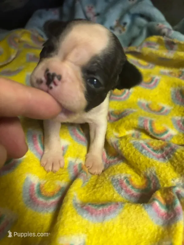 marcy – Frenchton puppy for sale in Spring Hill, FL