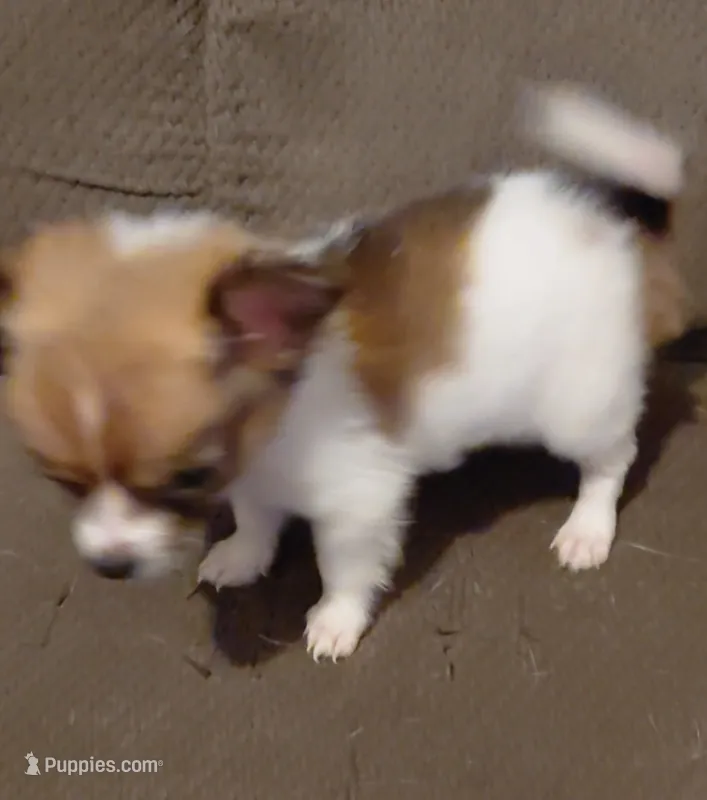 joker – Jack Russell Terrier, Chihuahua puppy for sale in Spring Hill, FL
