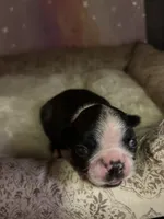 rachel, a female Frenchton for sale in Spring Hill, FL – 2 of 2