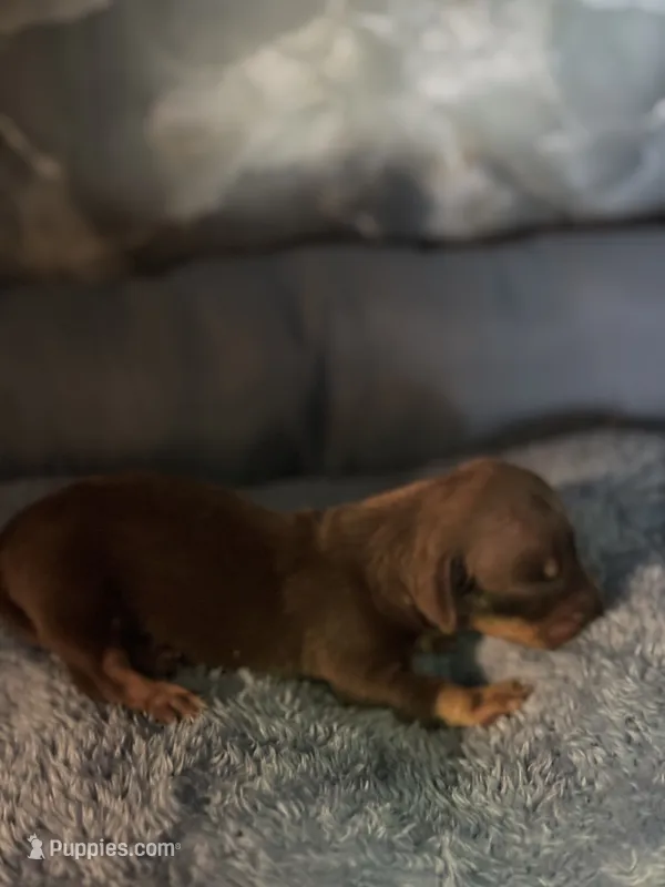 bobby – Miniature Dachshund puppy for sale in Spring Hill, FL