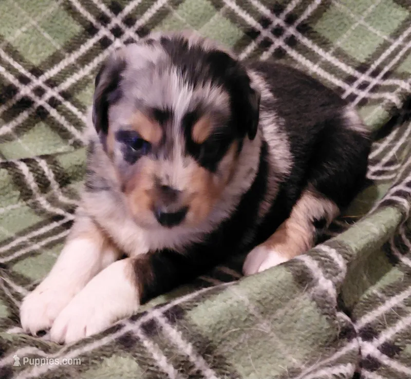 dave – Aussiedoodle puppy for sale in Spring Hill, FL