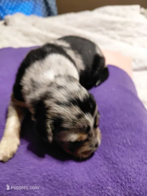 dave – Aussiedoodle puppy for sale in Spring Hill, FL