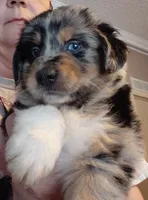 dave, a male Aussiedoodle for sale in Spring Hill, FL – 1 of 3