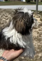 delilah, a female Shihpoo for sale in Spring Hill, FL – Photo 3 of 3