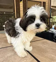 delilah, a female Shihpoo for sale in Spring Hill, FL – Photo 1 of 3
