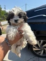 delilah, a female Shihpoo for sale in Spring Hill, FL – Photo 2 of 3