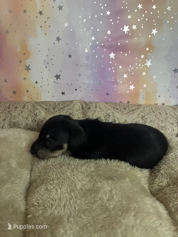 sally – Miniature Dachshund puppy for sale in Spring Hill, FL
