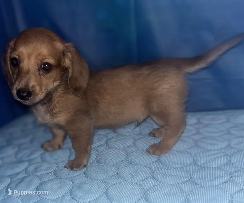 desmond – Miniature Dachshund puppy for sale in Spring Hill, FL