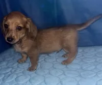 desmond, a male Miniature Dachshund for sale in Spring Hill, FL – 1 of 1