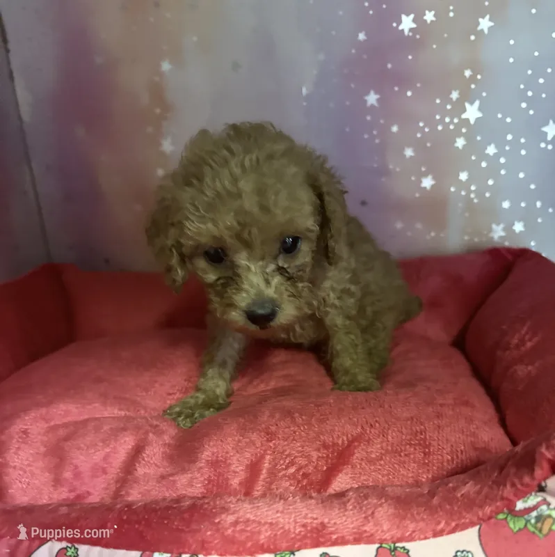brooke – Poodle - Toy  puppy for sale in Spring Hill, FL