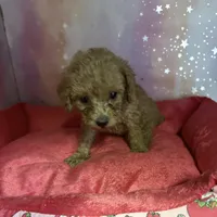brooke, a male Poodle - Toy  for sale in Spring Hill, FL – 1 of 1