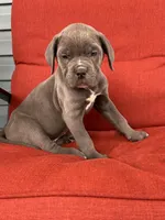 donnie, a male Cane Corso for sale in Spring Hill, FL – Photo 2 of 2