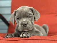 donnie, a male Cane Corso for sale in Spring Hill, FL – Photo 1 of 2