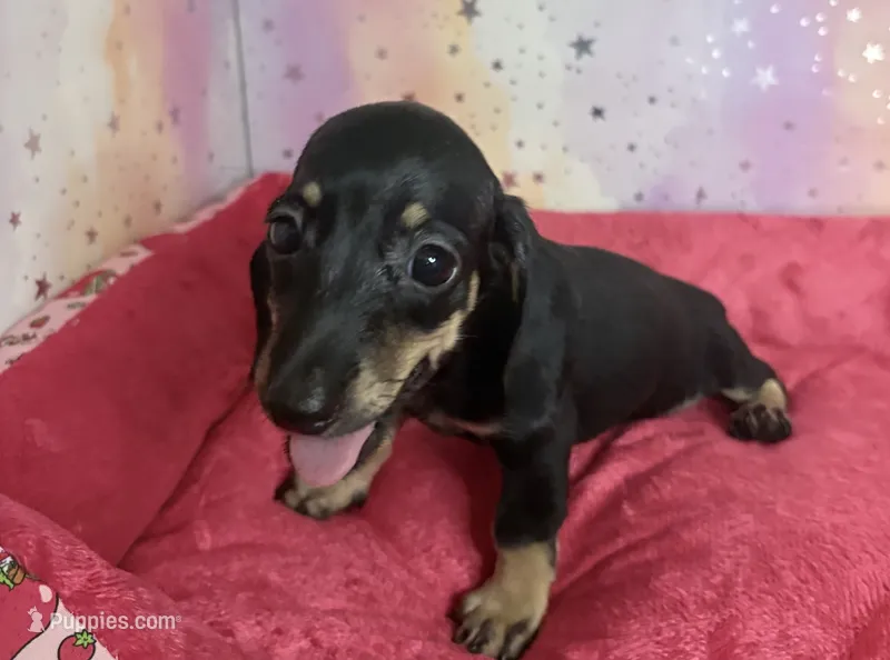 sally – Miniature Dachshund puppy for sale in Spring Hill, FL