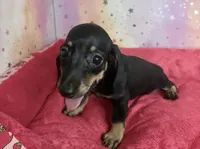 sally, a female Miniature Dachshund for sale in Spring Hill, FL – 1 of 3